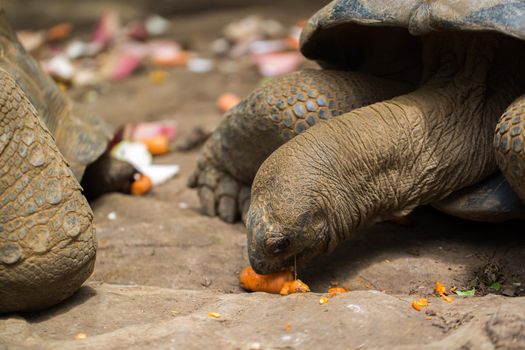 Many giant tortoises eat vegetables. Mauritius, La vanille