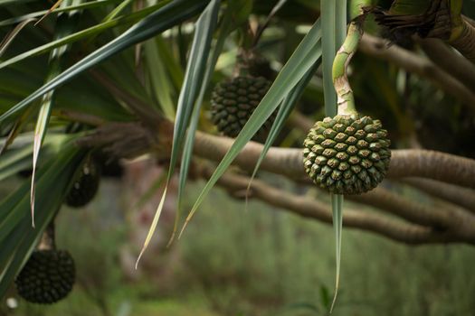 Pandanus fruits grow on a tree on the island.