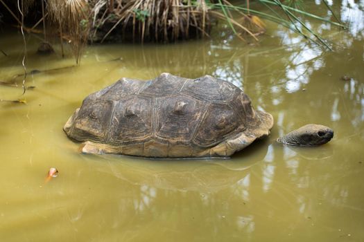 A large Seychelles turtle in a swamp.