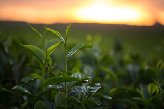 Green tea bud and fresh leaves. Tea plantations.