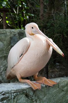 reat white pelican,Pelecanus onocrotalus also known as the eastern white pelican, rosy pelican or white pelican is a bird in the pelican family.