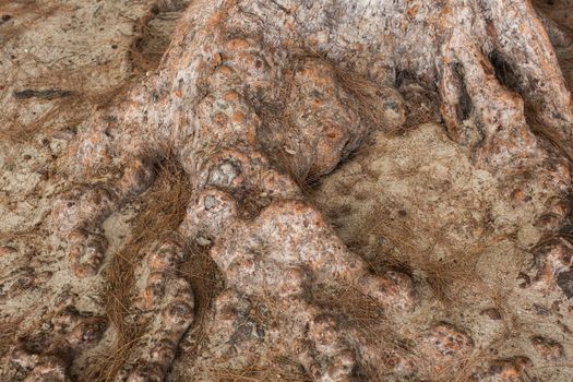 The texture of the tree root in close-up.