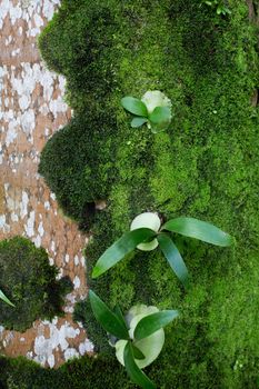 moss grows on an old palm tree background