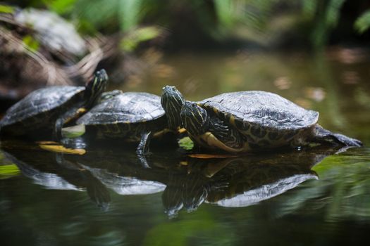 Group Red-eared slider resting on the shore. Turtle lined