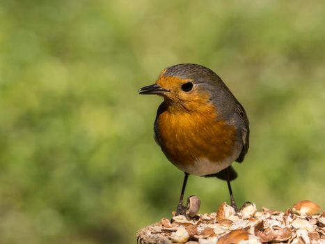 Robin (Erithacus rubecula) feeding birds in winter.  animal, snow