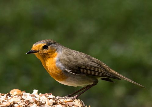 Robin (Erithacus rubecula) feeding birds in winter.  animal, snow