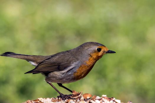 Robin (Erithacus rubecula) feeding birds in winter.  animal, snow