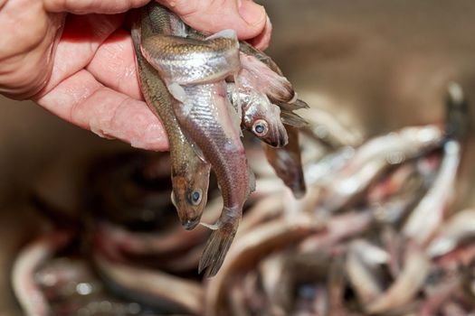 Hand sorts the catch of fresh raw smelt fish caught in the sea. Close up