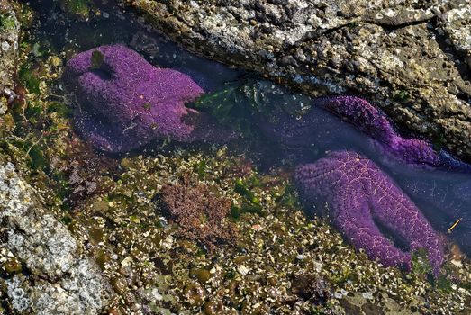 Purple Starfish or Sea Stars and barnacles in a Tide Pool on Vancouver Island. High quality photo