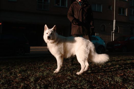 Elegant white husky dog walking the streets of the island of Kungsholmen, central Stockholm, Sweden. High quality photo.