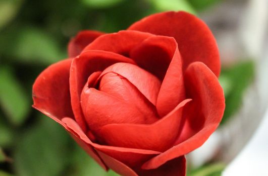 Macro close up of a bright red tulip flower with a blurred background, in a garden centre in Hampshire, UK. High quality photo.