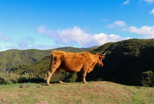Brown cow overlooking the steep valleys and mountains of Santana, Madeira, Portugal. High quality photo