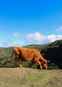 Brown cow grazing on the edge of a grassy green mountain, Madeira, Portugal. High quality photo.