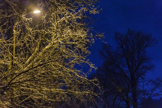 night winter tree under yellow light of the street light of lamp post on winter night background