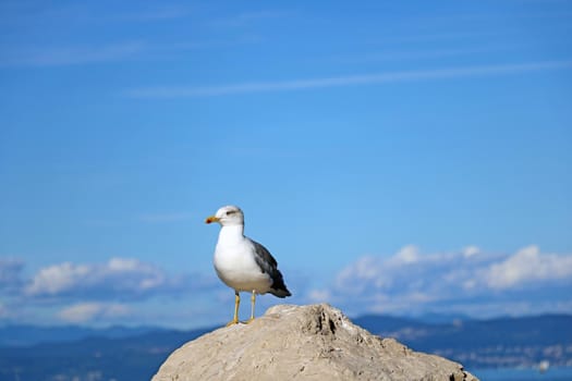 Beautiful seagull on a background of blue sky and sea