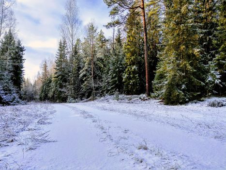 Beautiful winter forest in the early morning