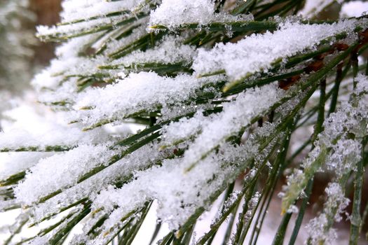 Beautiful view of fir branches in the snow