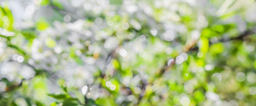 Blurred spring background of white flowers and green leaves in sunny. Extreme bokeh with light reflection