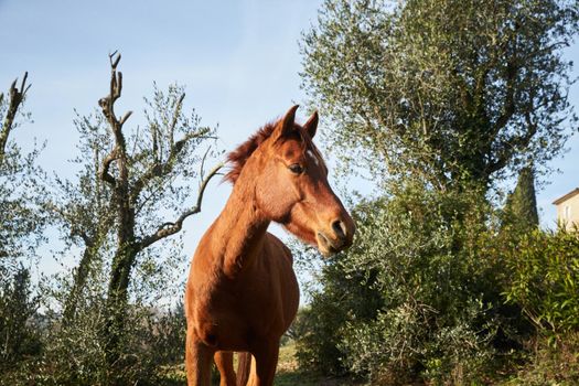 Beautiful brown stallion nibbling grass in a meadow at morning, looking into the camera, standing frontal, side, a common frame. High quality photo