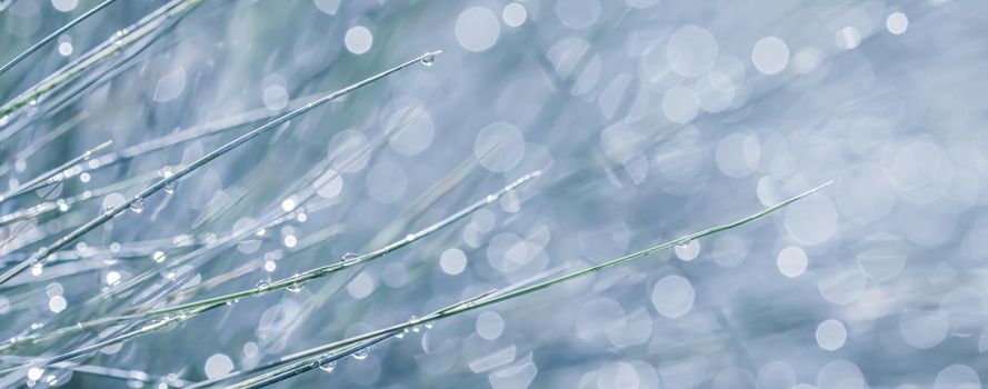 Texture, background, pattern of decorative grass Blue Fescue with rain drops. Bokeh with light reflection. Natural backdrop