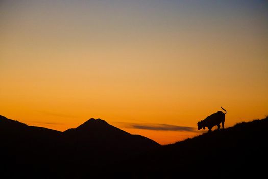 Orange silhouette of a cow crossing with its tail whipped into the air, against a mountaintop background at sunset, taken at Col d'Aubesque, near Gourette, Pyrenees, France, Europe.