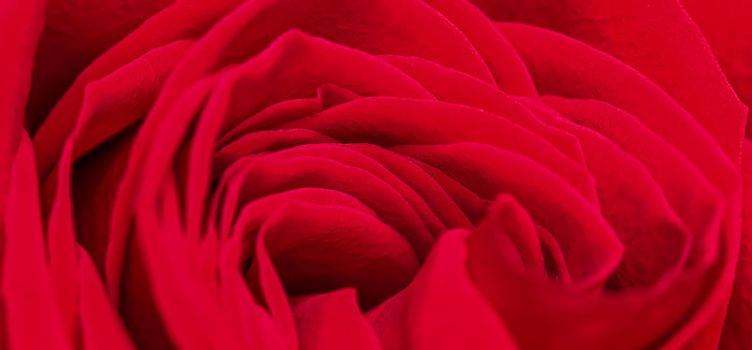 Red rose flower petals. Macro flowers background for holiday brand design. Soft focus