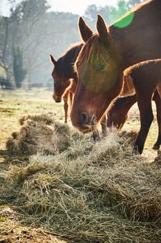 Few wild horses grazing in a field at early morning, eating grass, horse looking in the camera, white and brown horses, steam from the nostrils, backlight, slope with trees on background, sun glare. High quality photo