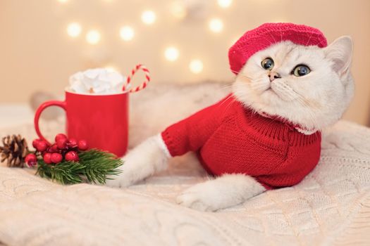 A beautiful white cat in a red sweater and a red knitted beret, lies on a white knitted blanket, next to it there is a red mug with cocoa with marshmallows and candy and a sprig of Christmas tree.