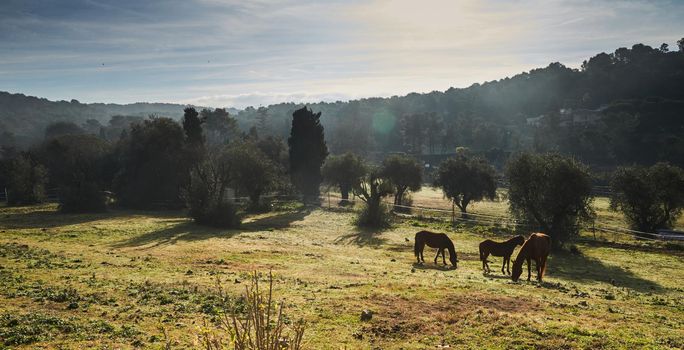 Few wild horses grazing in a field at early morning, eating grass, horse looking in the camera, white and brown horses, steam from the nostrils, backlight, slope with trees on background, sun glare. High quality photo