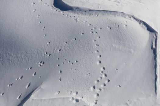 beautiful snow texture with shadows and footprints of wild animals. High quality photo