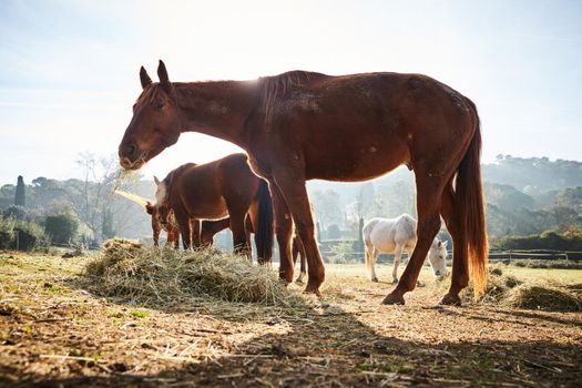 Few wild horses grazing in a field at early morning, eating grass, horse looking in the camera, white and brown horses, steam from the nostrils, backlight, slope with trees on background, sun glare. High quality photo