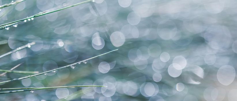 Texture, background, pattern of decorative grass Blue Fescue with rain drops. Bokeh with light reflection. Natural backdrop