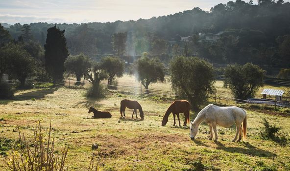 Few wild horses grazing in a field at early morning, eating grass, horse looking in the camera, white and brown horses, steam from the nostrils, backlight, slope with trees on background, sun glare. High quality photo