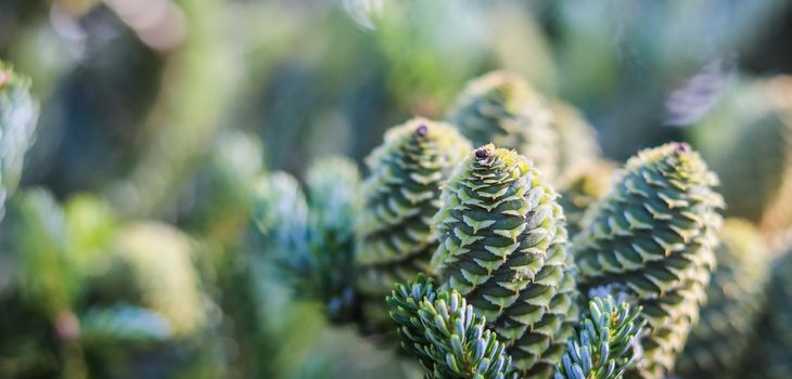 A branch of Korean fir with cones in the garden on a blurred background