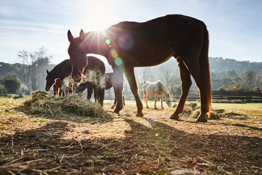 Few wild horses grazing in a field at early morning, eating grass, horse looking in the camera, white and brown horses, steam from the nostrils, backlight, slope with trees on background, sun glare. High quality photo