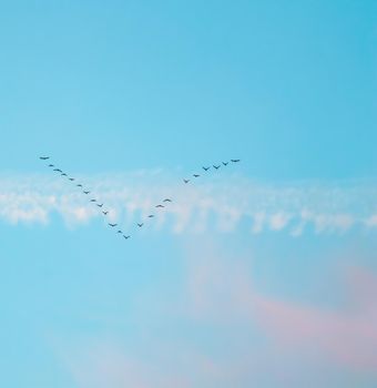 Flock of wild birds flying in a wedge against blue sky with white and pink clouds in sunset The concept of avian migratory