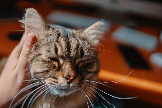 Man's hand scratches behind ear of fluffy cat. Friendship with pet. Care of cute kitten. Person strokes pussycat. Happy and lazy domestic animal. Workplace in background.
