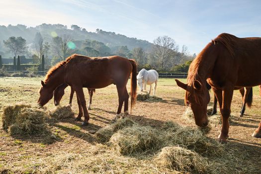 Few wild horses grazing in a field at early morning, eating grass, horse looking in the camera, white and brown horses, steam from the nostrils, backlight, slope with trees on background, sun glare. High quality photo