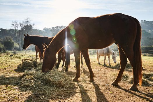 Few wild horses grazing in a field at early morning, eating grass, horse looking in the camera, white and brown horses, steam from the nostrils, backlight, slope with trees on background, sun glare. High quality photo