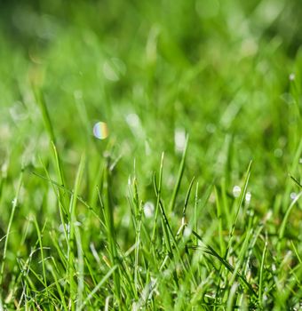 Texture, background, pattern of green grass with rain drops. Bokeh with light reflection. Natural backdrop