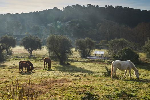 Few wild horses grazing in a field at early morning, eating grass, horse looking in the camera, white and brown horses, steam from the nostrils, backlight, slope with trees on background, sun glare. High quality photo