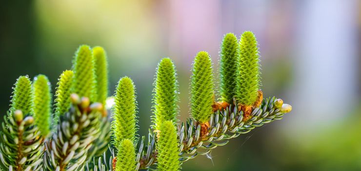 A branch of Korean fir with young cones and raindrops in a spring garden on blurred background