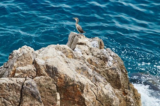 Wild sea bird sitting on a rock in the Mediterranean Sea near Monaco, azure color water. High quality photo