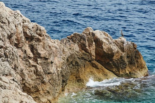 Wild sea bird sitting on a rock in the Mediterranean Sea near Monaco, azure color water. High quality photo