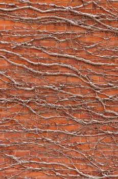 Red Brick Wall Covered in Snow Covered Vines Background Texture. High quality photo