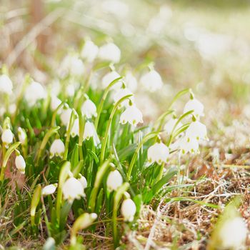 First spring flowers, snowdrops, a symbol of nature awakening in the sunlight. Light toning, brightening.