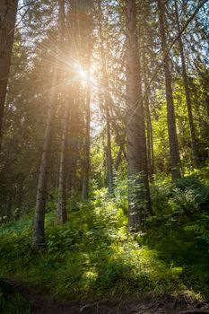 Vertical view of dense pine green forest, rays of sunlight from sun break through leaves of trees, fabulous and mysterious place in nature