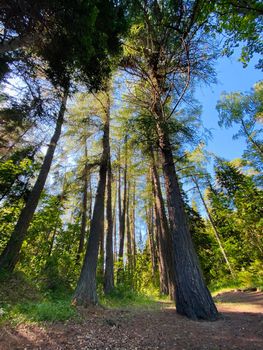Coniferous trees converge at center of blue sky, distorting perspective. Sunny summer day. Vertical