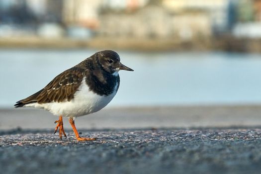 A turnstone with orange legs and white breast on a harbour arm