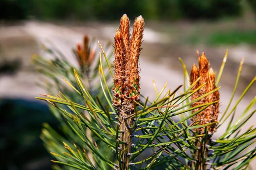 Flowering green branch of a pine tree in the forest. Pine needles. Forest coniferous trees. Spring cheer. Sunlight. Natural background. background image. Botany.
